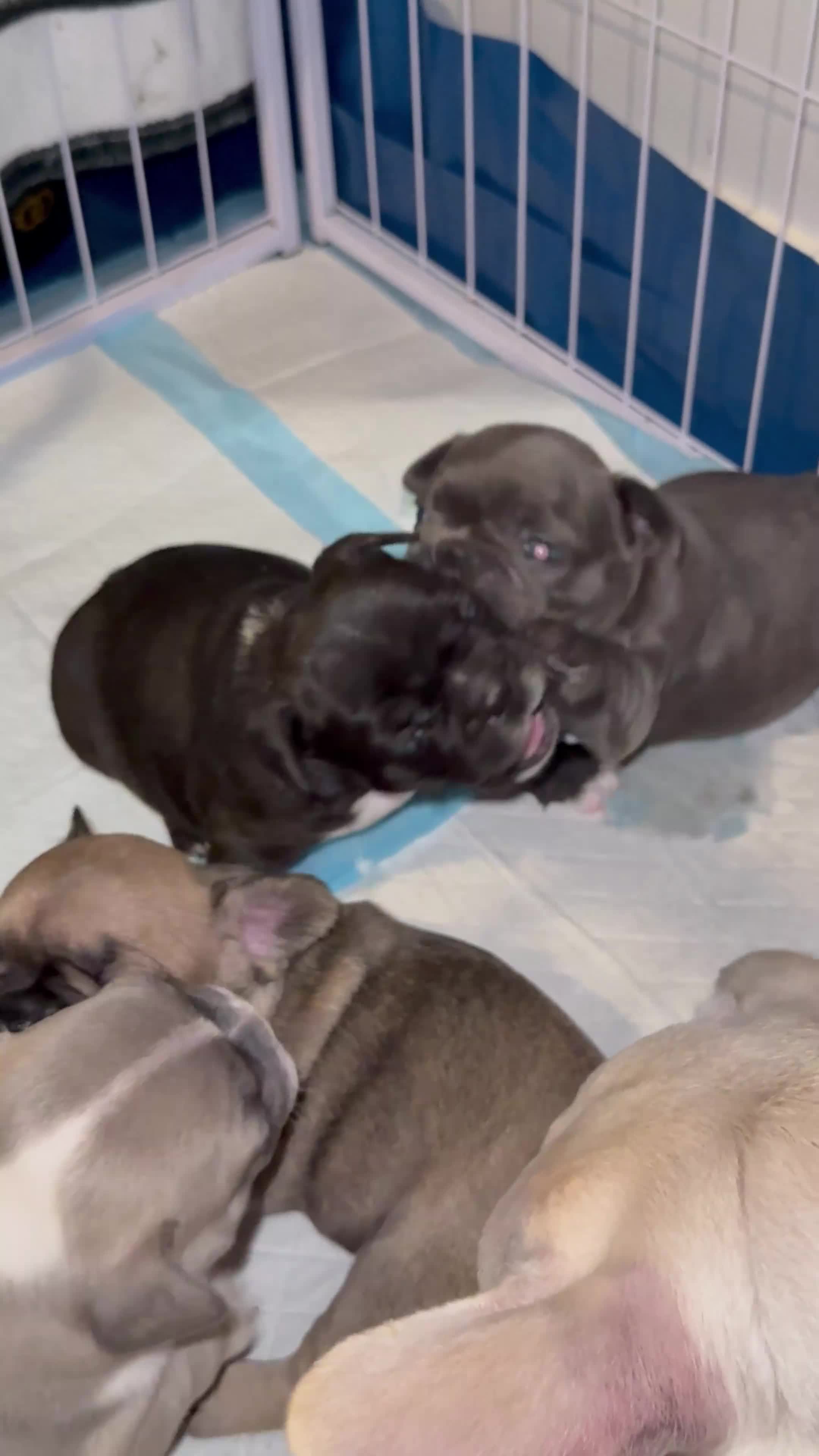 French Bulldog dogs for sale: Stunning French Bulldog Puppies  - Video 1