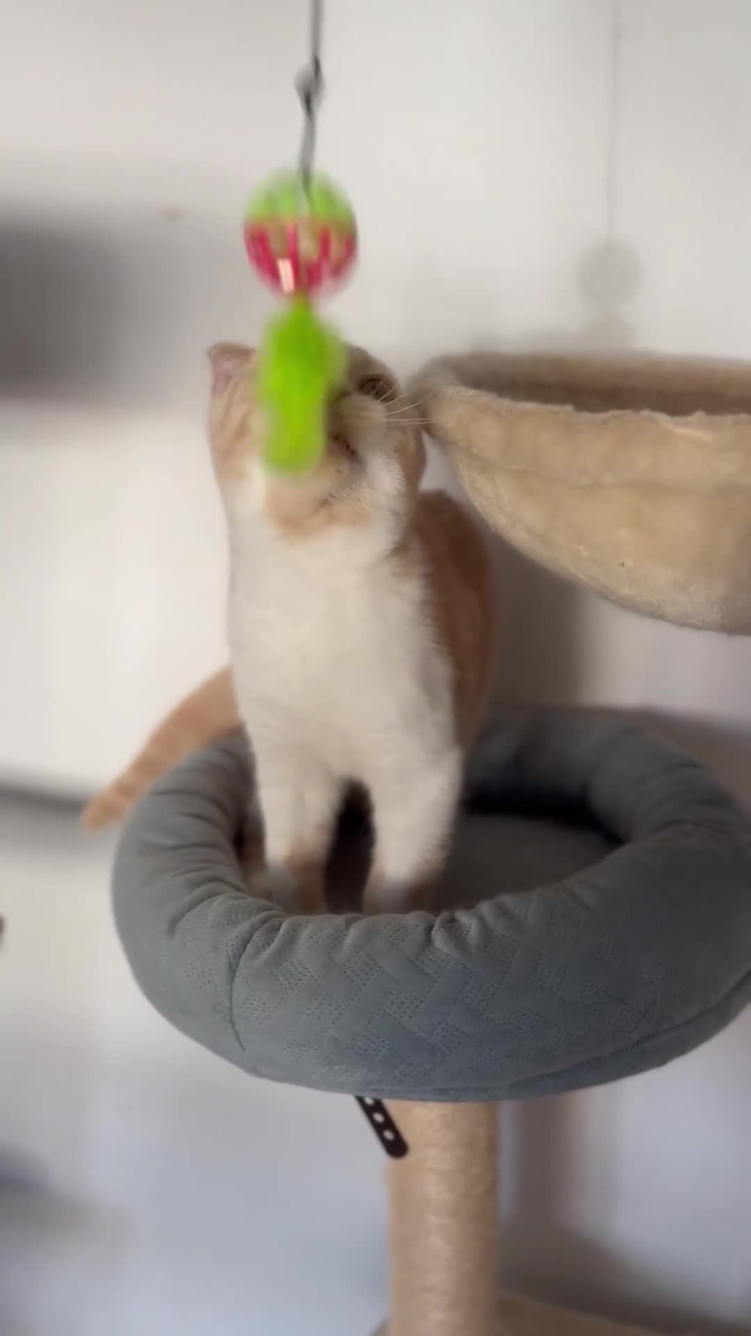 Scottish Fold cats for sale: Cute Scottish Fold Ready Now  - Video 3