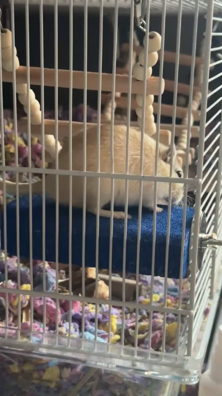 Gerbil rodents for sale: 2 male bonded gerbils looking for a new home - Video 2