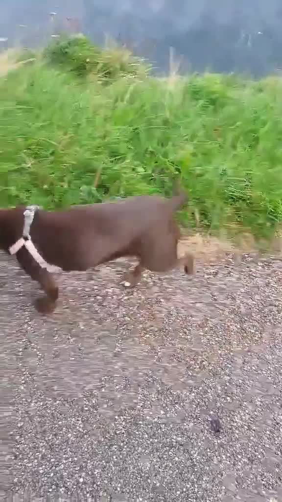 Cockerdor dogs for sale: Oreo the cockador - Video 1