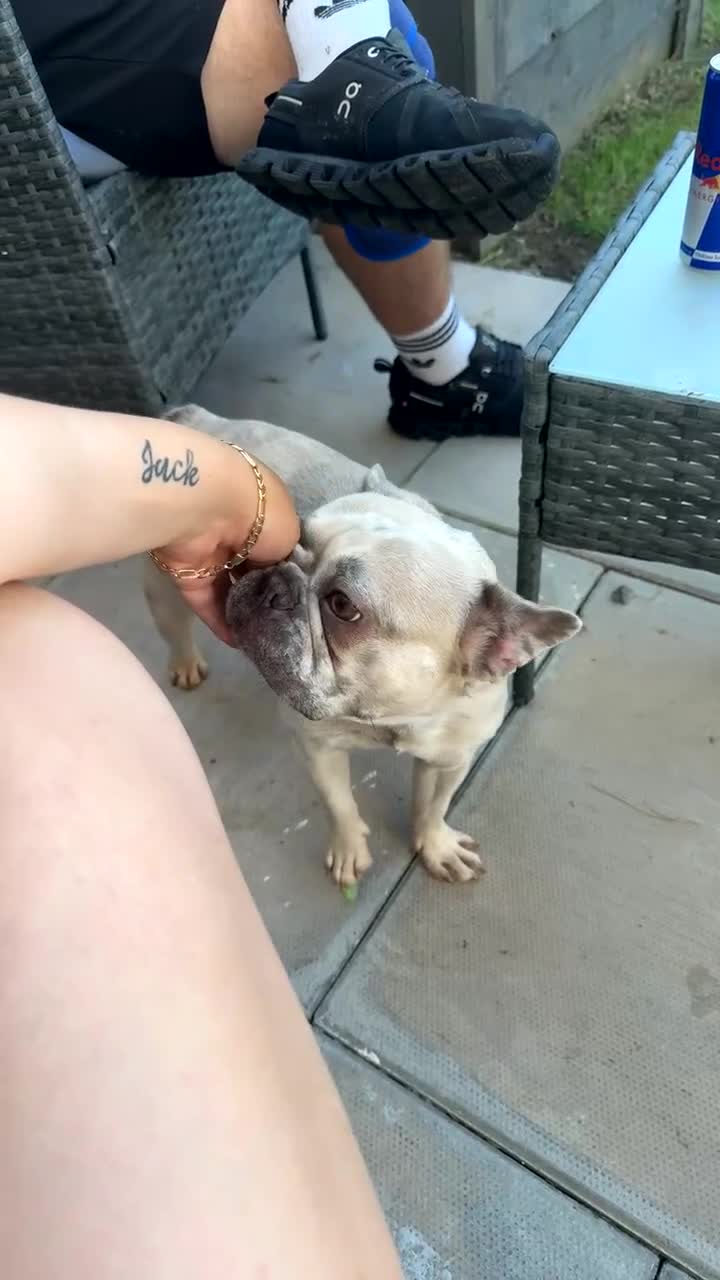 French Bulldog dogs for sale: French bulldog - Video 2