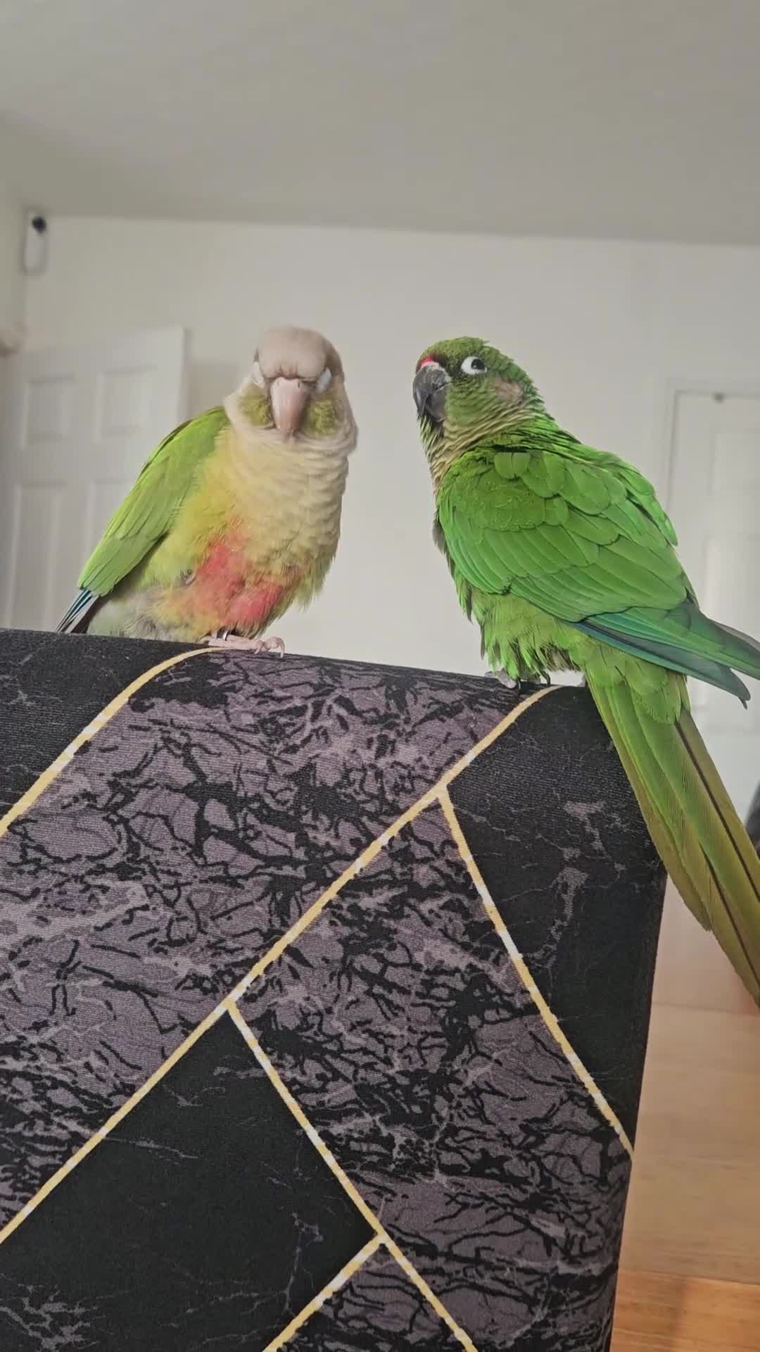 Conures birds for sale: Conure bonded male and female - Video 1
