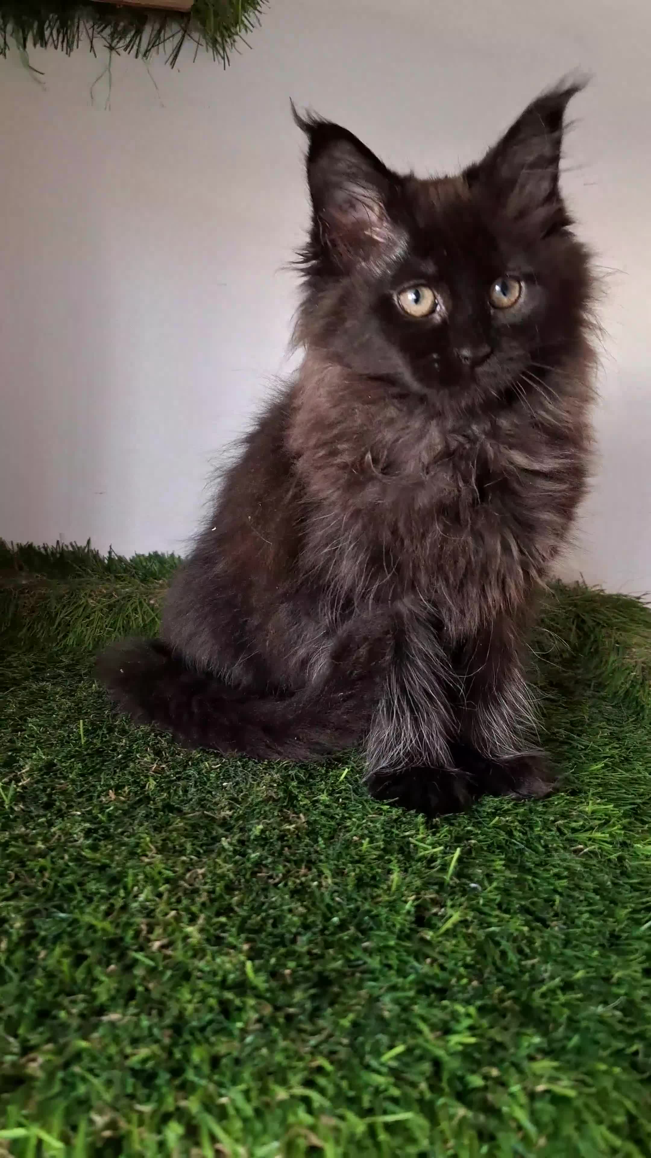 Maine Coon cats for sale: Pedigree Maine Coon Kitens - Video 2