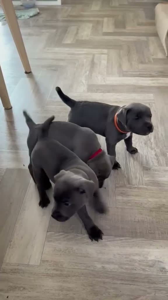Staffordshire Bull Terrier dogs for stud: Blue Staffordshire Bull Terrier for Stud - Video 2