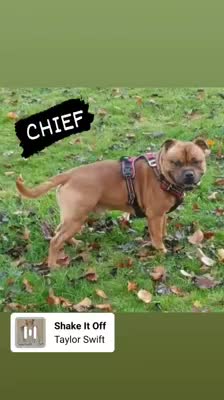 Staffordshire Bull Terrier dogs for stud: 🥨CHIEF CHAMPION SIRED.🥨 🏆 CHAMPION RED QUALITY. in Rochdale - Video 1