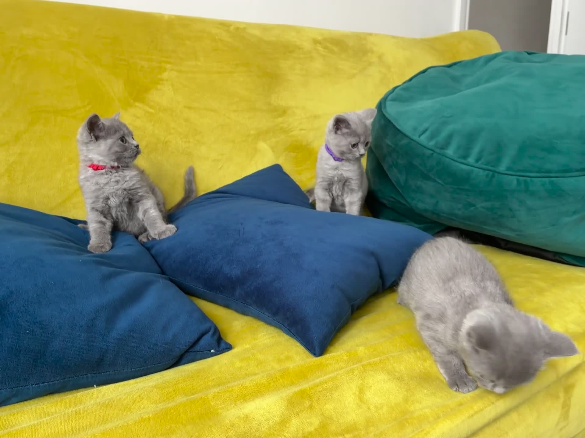 British Shorthair cats for sale: Pure British shorthair kittens- caring home 🐾 - Video 1