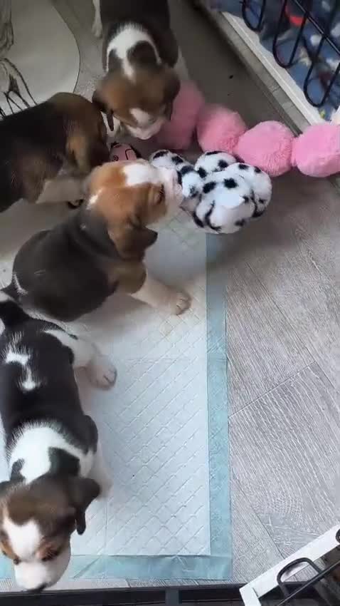Beagle dogs for sale: Bundles of Beagle Joy Looking for Forever Homes in Epsom - Video 1