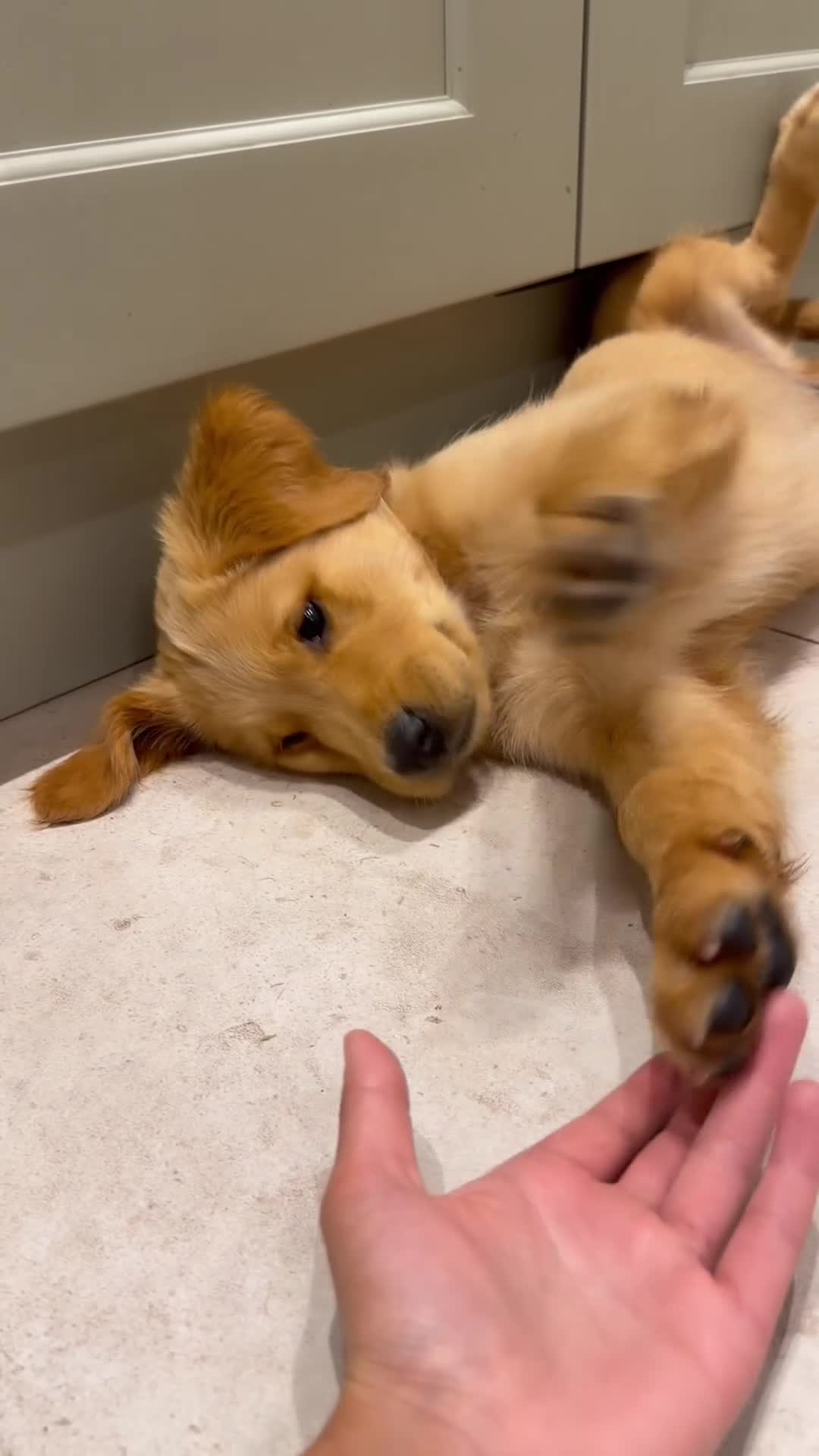 Golden Retriever dogs for sale: Gorgeous KC reg working golden retrievers  - Video 1