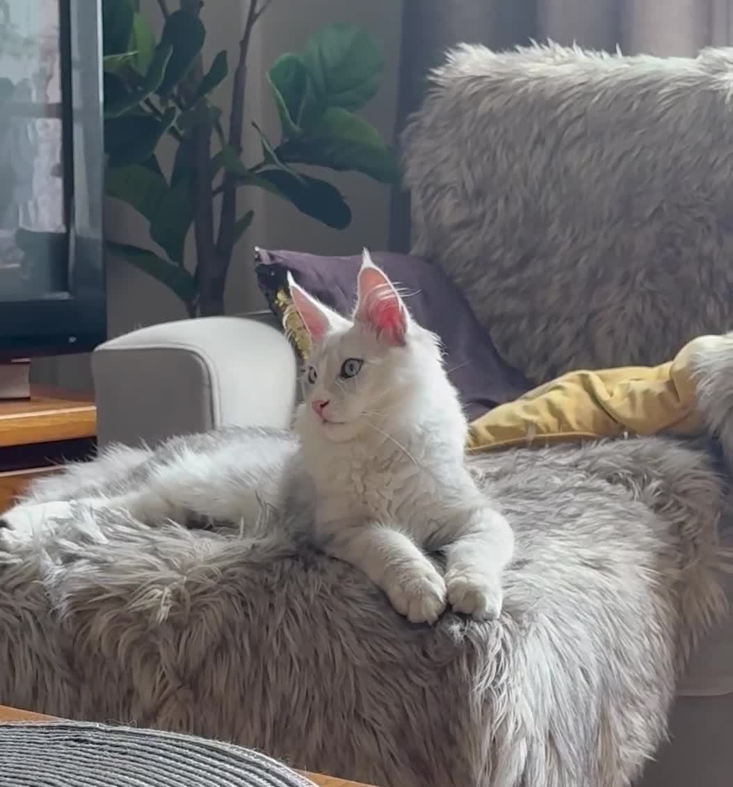 Maine Coon cats for sale: Shaded boy 💎💙 - Video 1