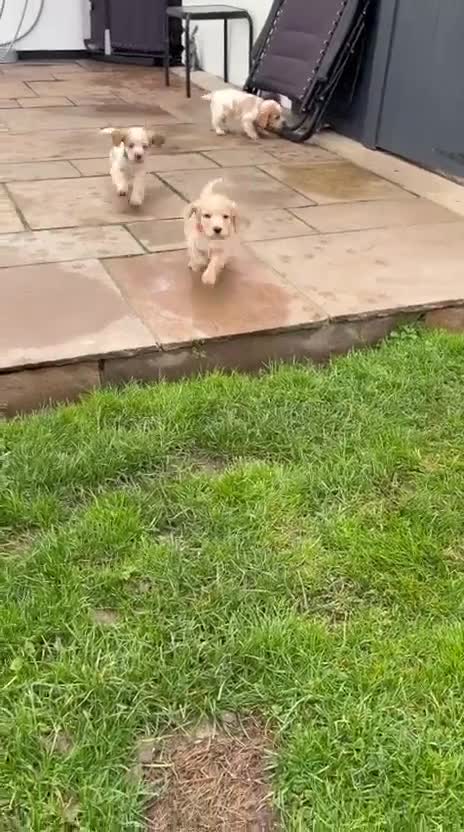 Cocker Spaniel dogs for sale: Cocker spaniels - Video 3