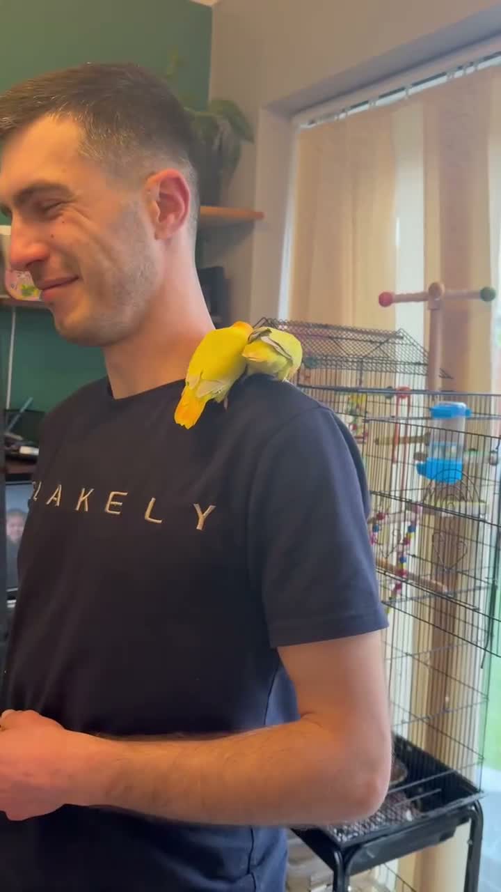 Lovebirds birds for sale: Beautiful Bonded Tame Pair of Lovebirds 1 year old - Video 1