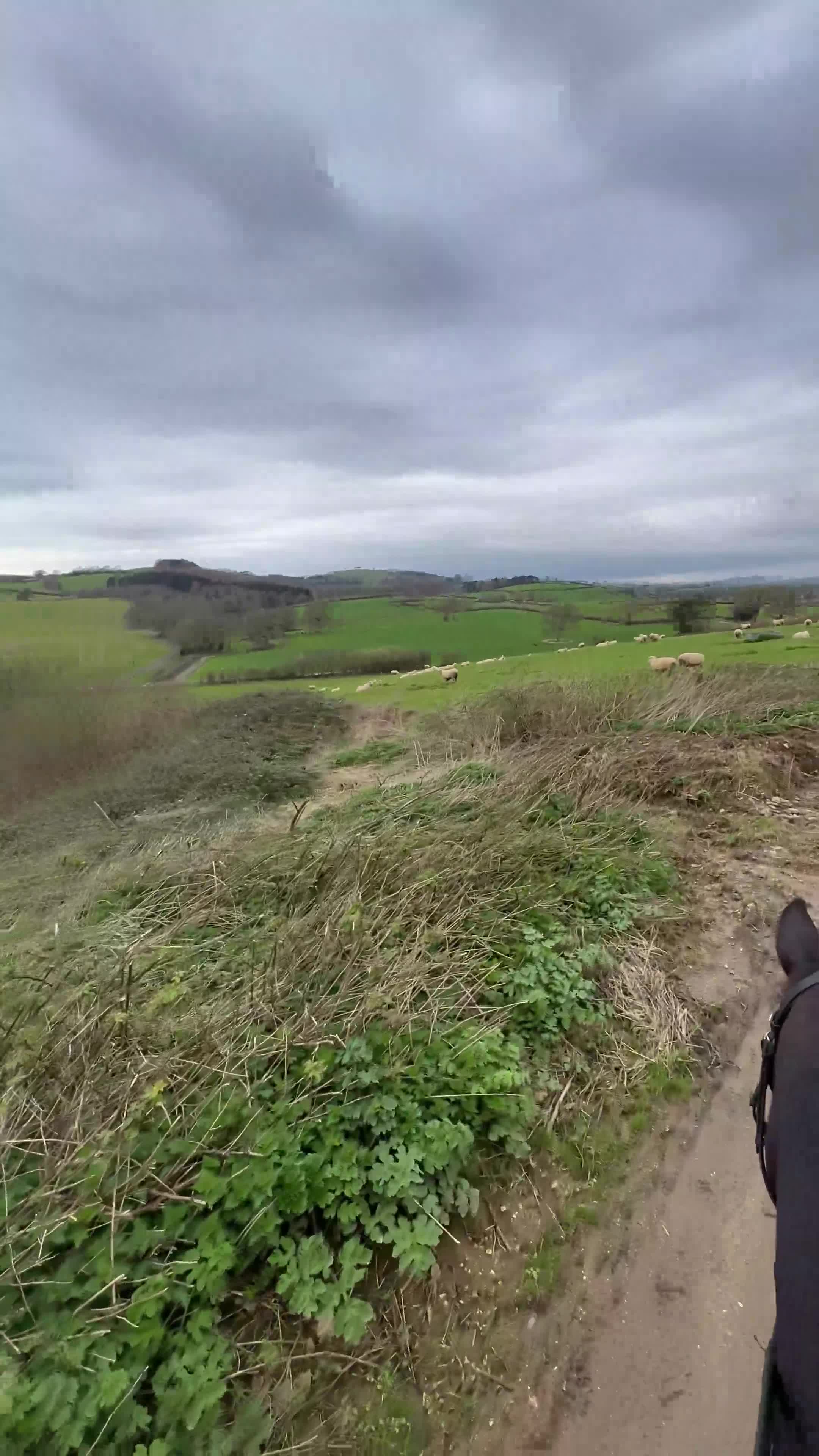 English Thoroughbred horses for sale: Project horse in Bridport - Video 3