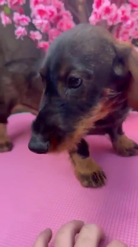 Dachshund dogs for sale: 2 tekles for sale brother and sister £1100 ONO - Video 2