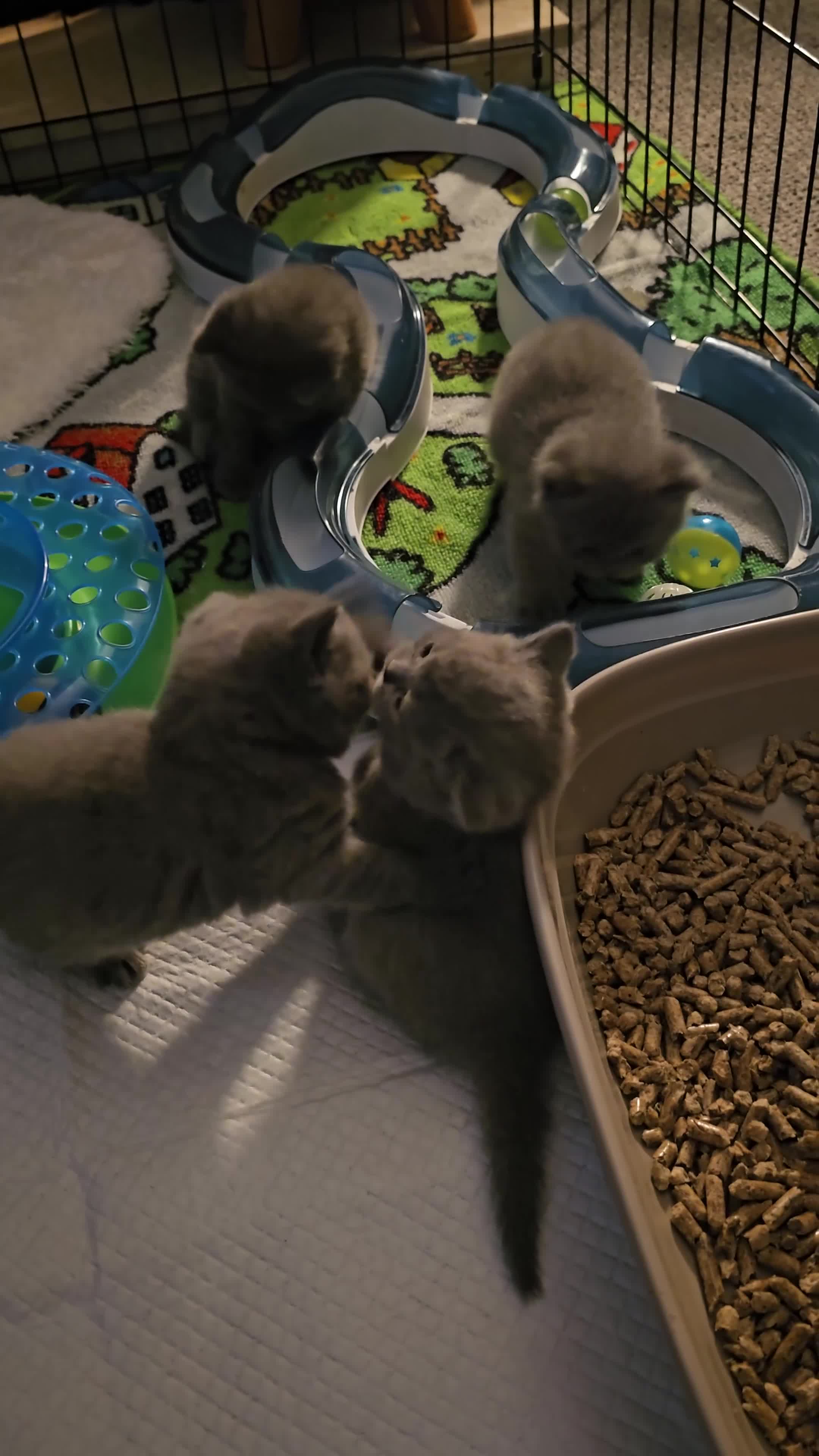 British Shorthair cats for sale: British Shorthair Kittens (GCCF) - Video 1