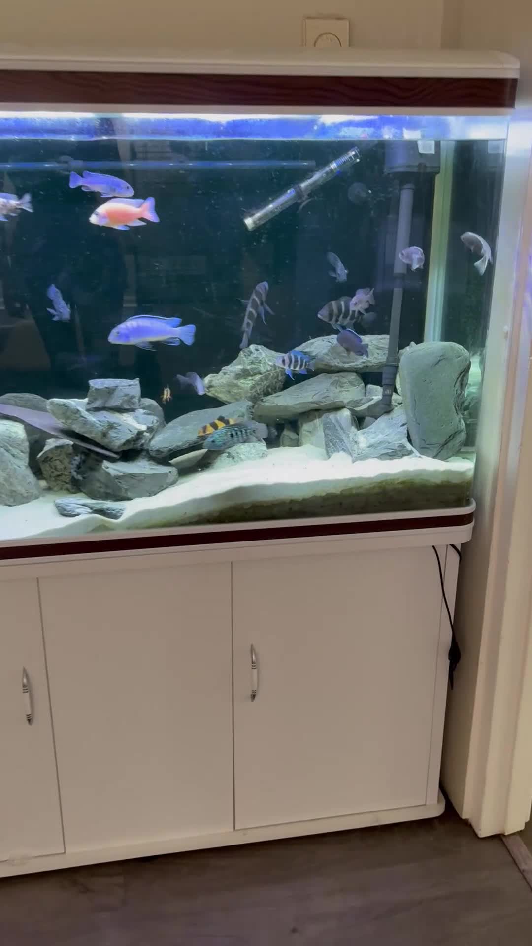 Cichlids fish for sale: Fish tank full set up  - Video 1