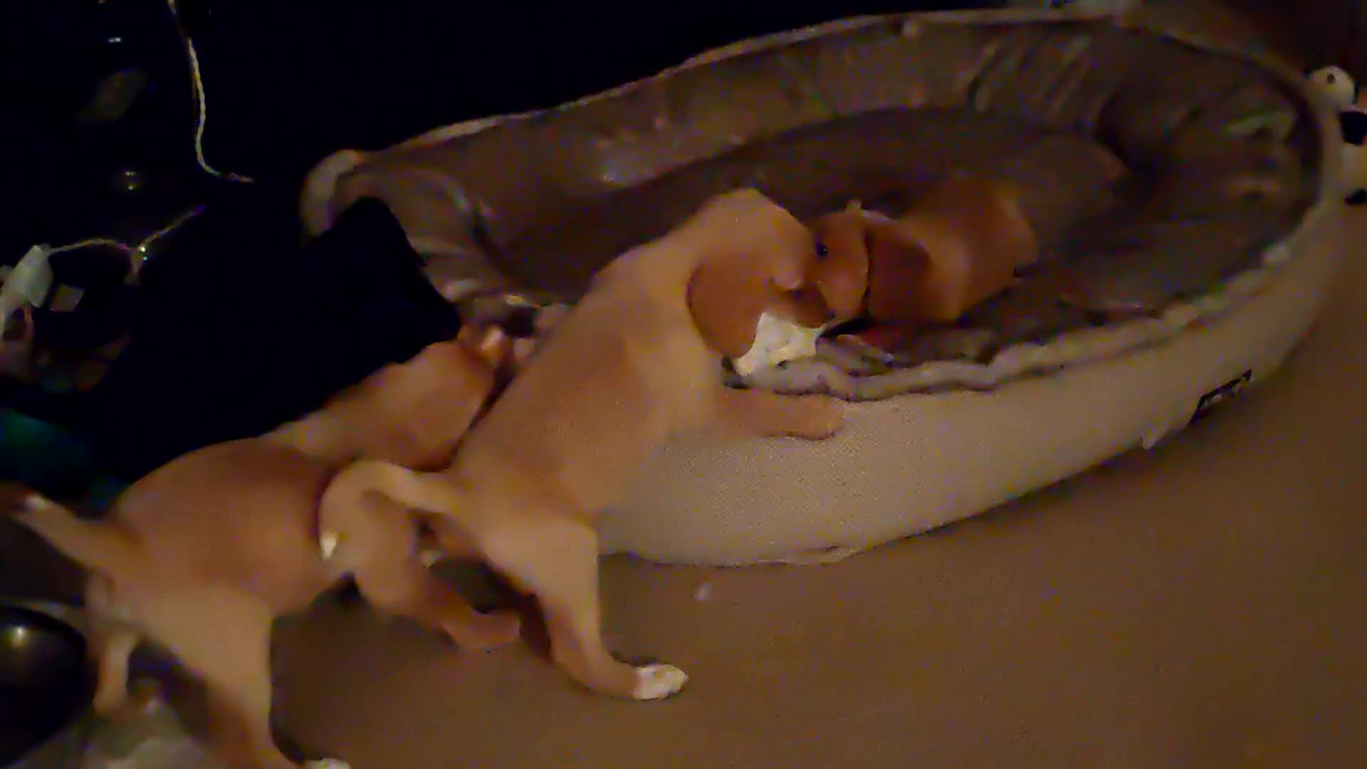 Cockerdor dogs for sale: Cockerdors from working lines. - Video 1