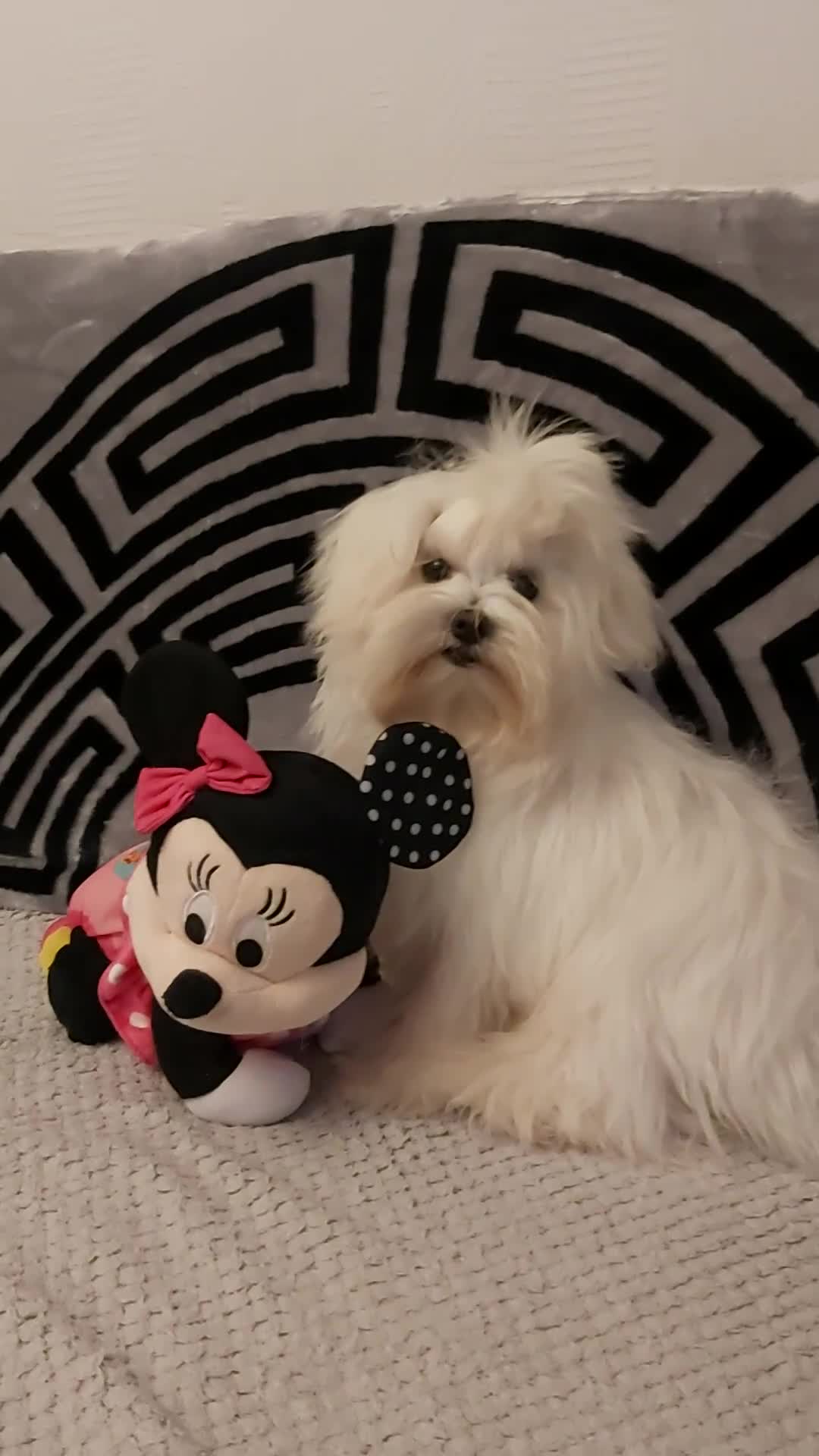 Maltese dogs for sale: MALTESE BOY KC REG  - Video 1