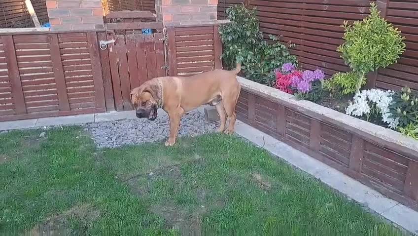 Boerboel dogs for sale: Boreboel Waiting List August 2026 in Salford - Video 1