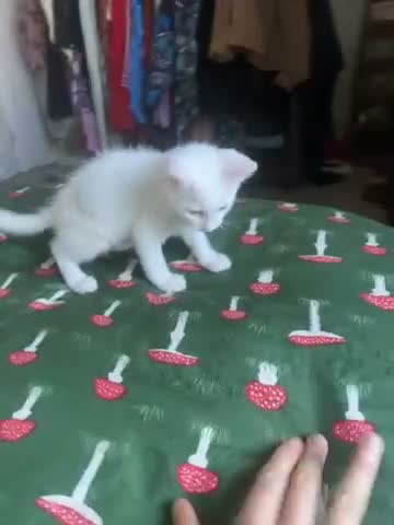 Mixed Breed cats for sale: Beautiful Blue Eyed Boy - Video 1