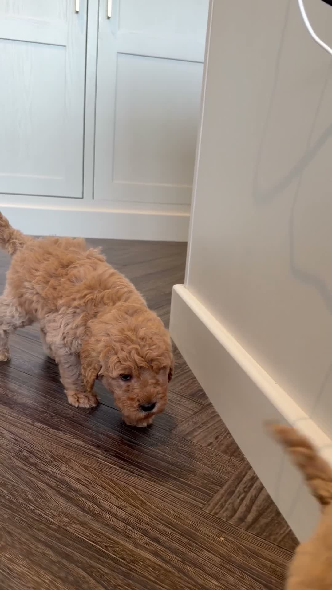 Goldendoodle dogs for sale: Super Quality Doodles  - Video 1