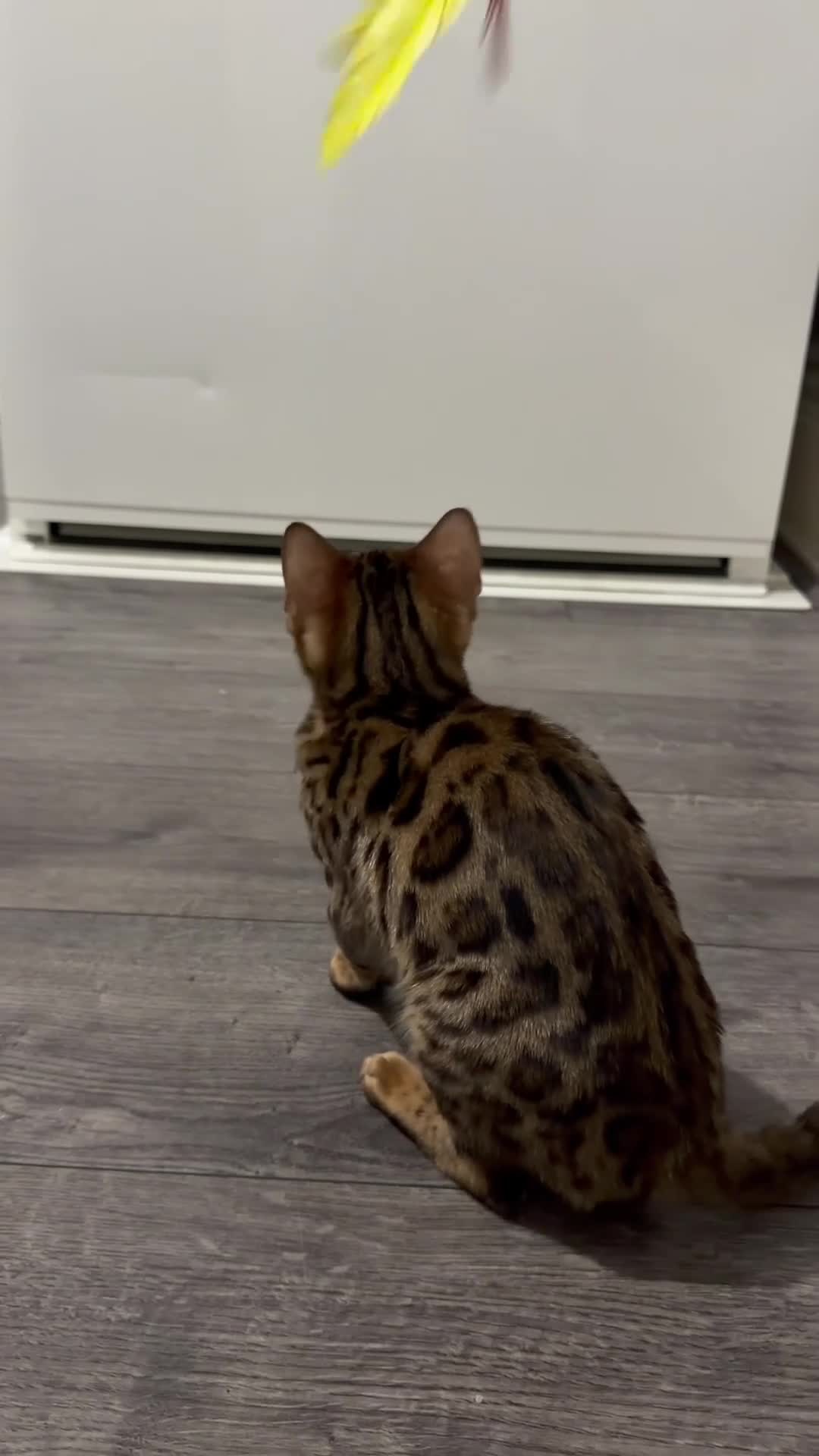 Bengal cats for sale: 🐆✨ LAST KITTEN 6TH TICA GENERATION BENGAL🐆✨ - Video 1