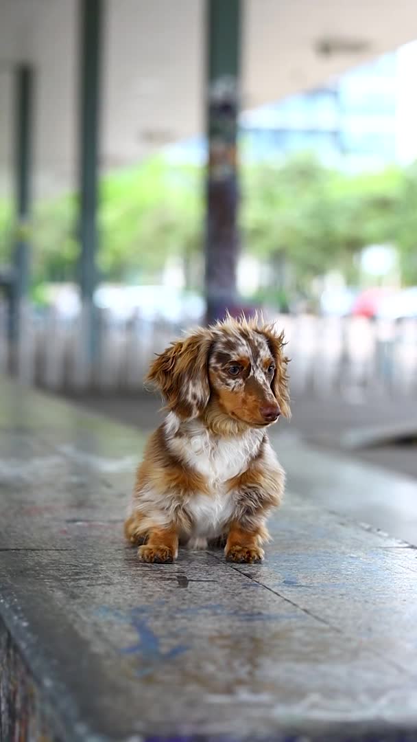 Dachshund dogs for stud: Dapple chocolate tan  in Bedford - Video 4