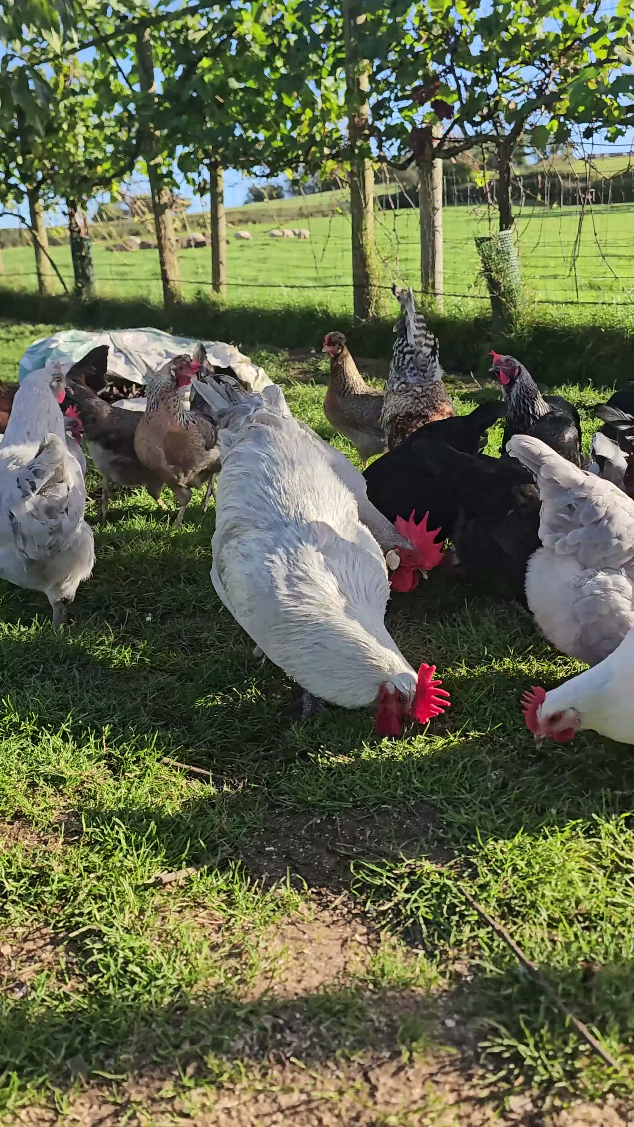 Chickens poultry for sale: POL Olive eggers, Lavender marans other large fowl - Video 1