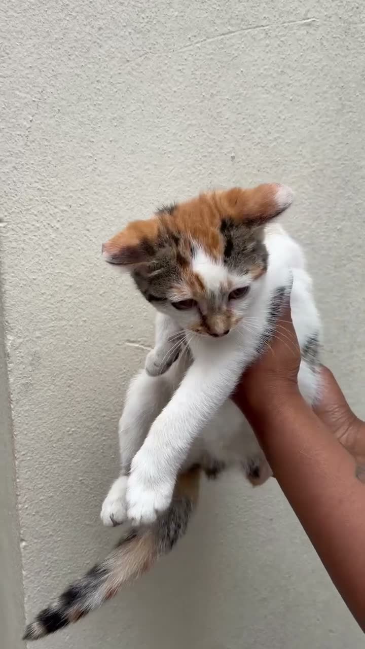 Domestic Shorthair cats for sale:     6-Month-Old Female Calico For Sale  in London - Video 1
