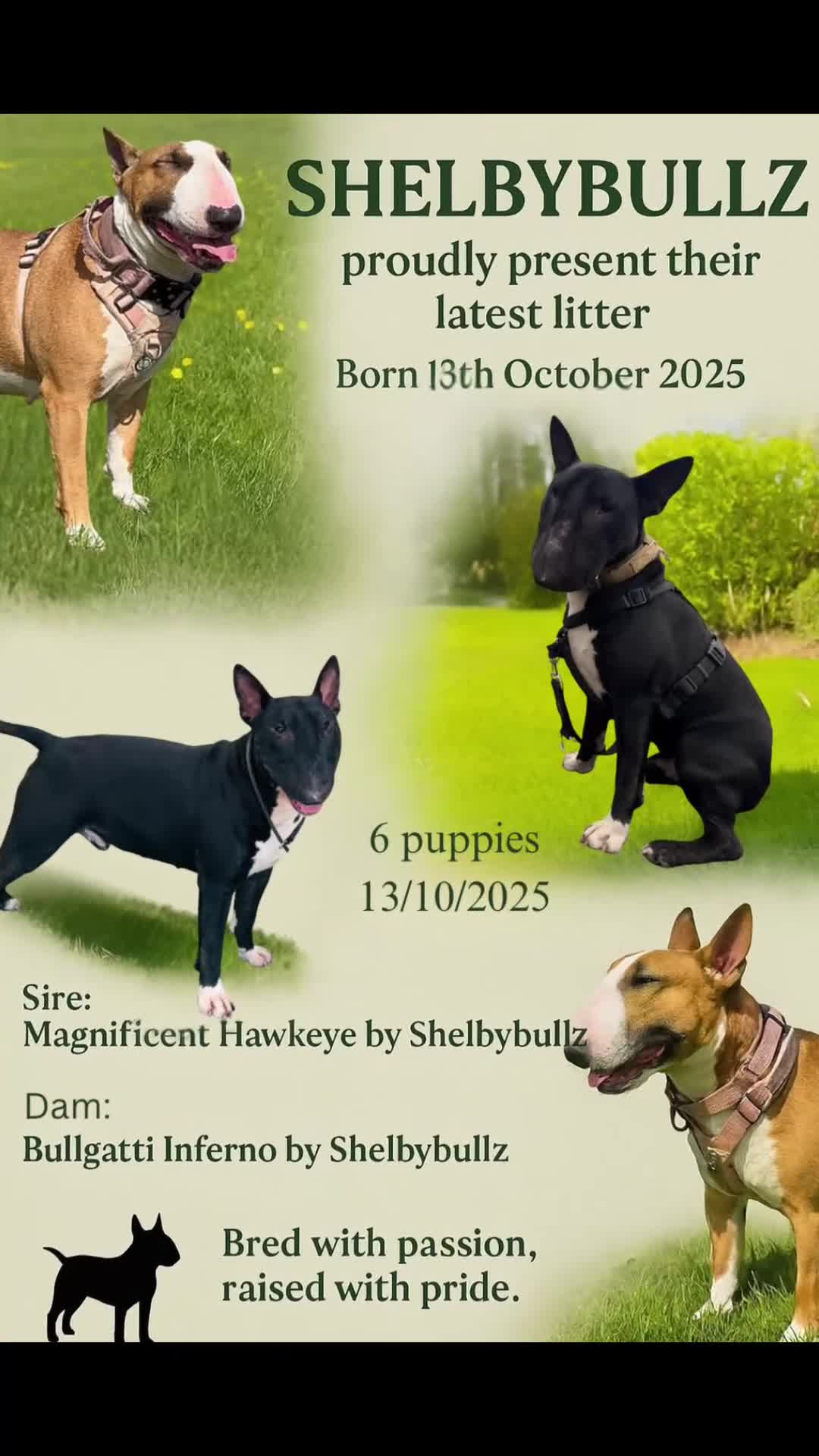 Bull Terrier dogs for sale: Stunning bull terrier pups - Video 1