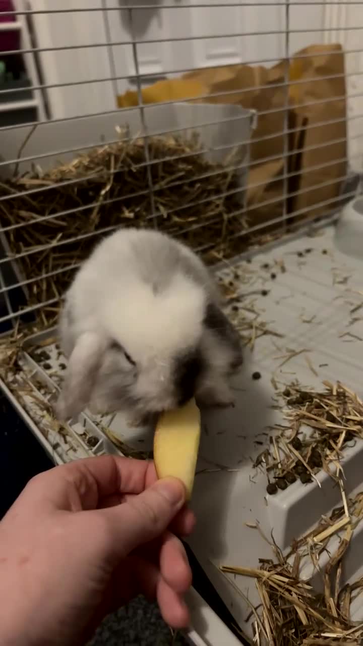 Mini Lion Lop rabbits for sale: Male rabbit - Video 1