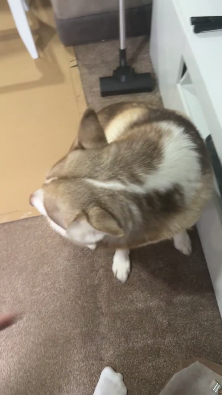 Siberian Husky dogs for stud: Husky aka: Cheetah  in Birmingham - Video 1