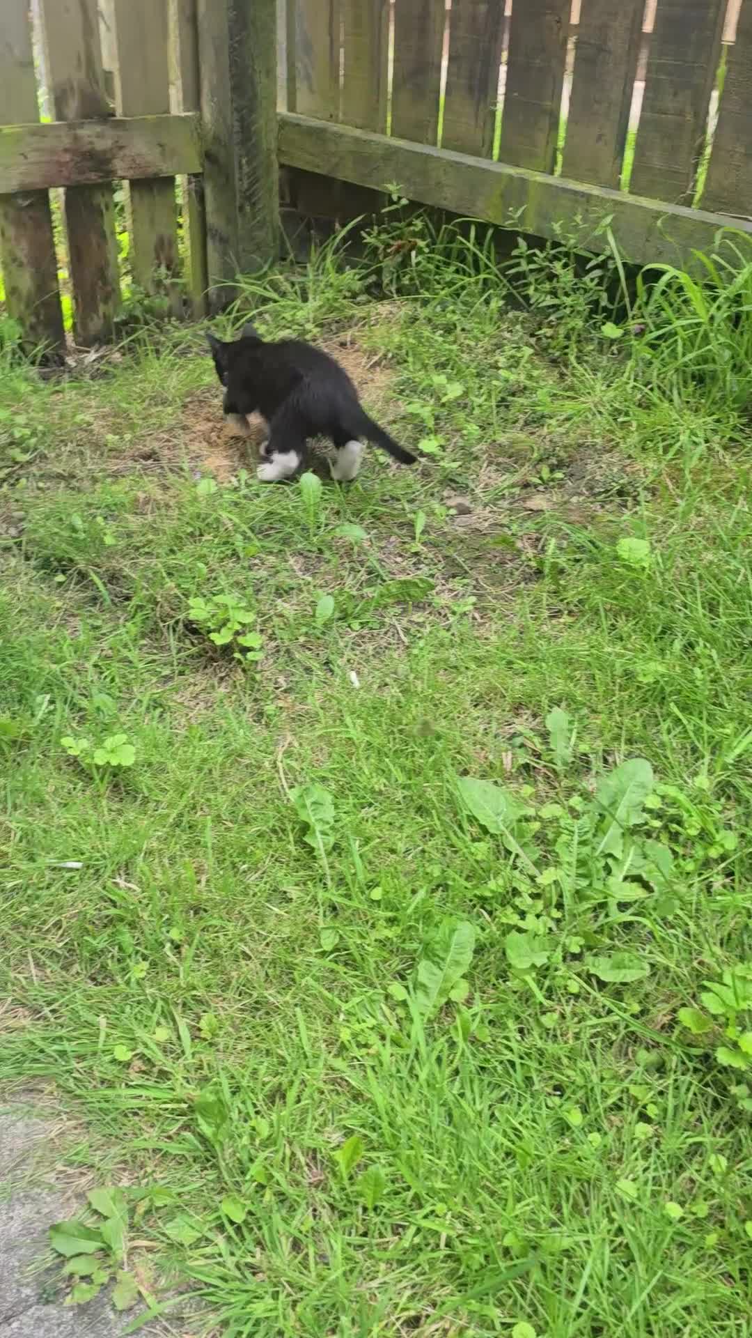 Mixed Breed cats for sale: Kitten  - Video 1
