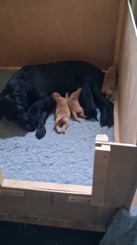 Labrador Retriever dogs for sale: Labrador fox Red and black puppies  - Video 1