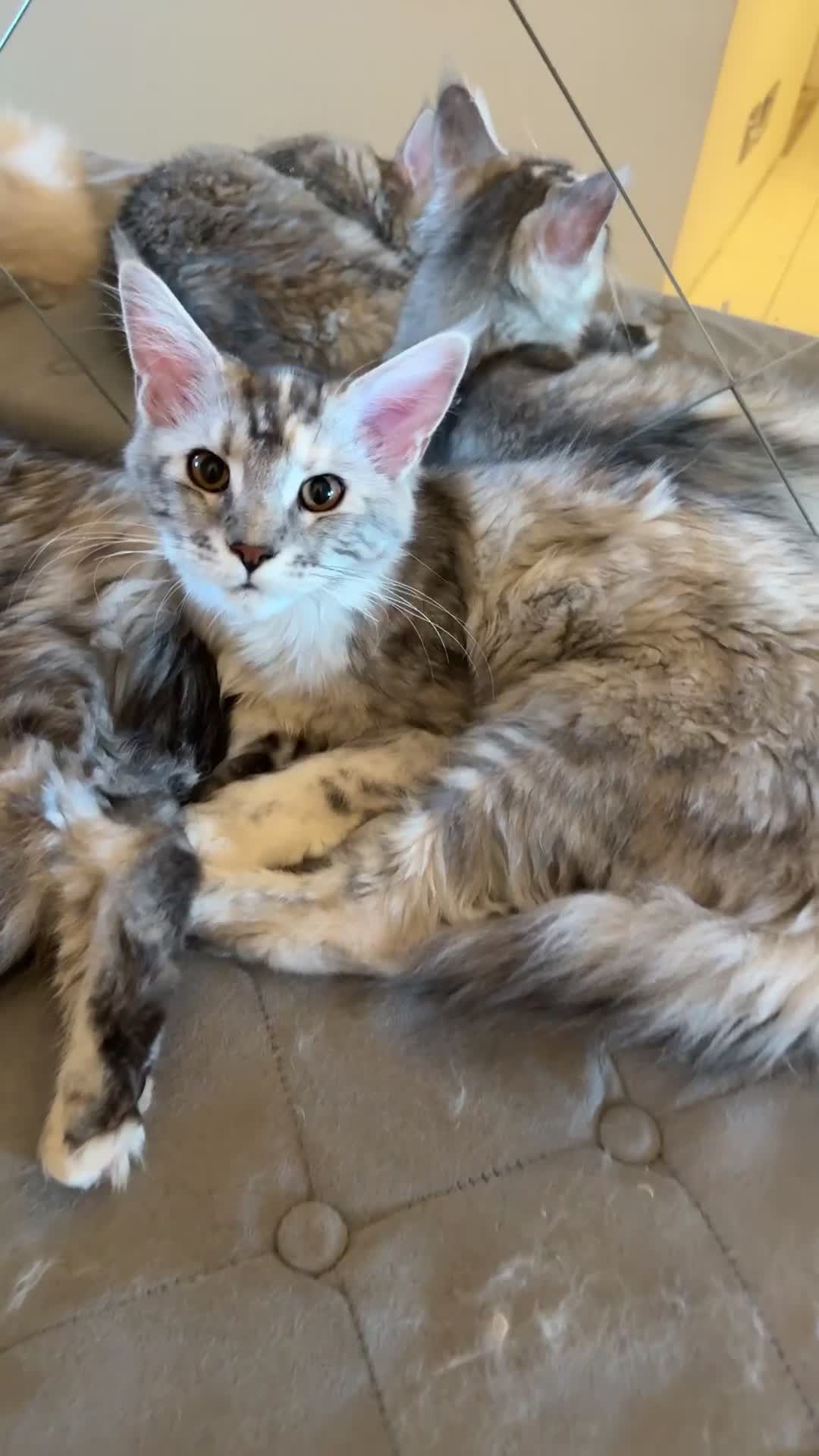 Maine Coon cats for sale: Pedigree Maine coon kittens   £800 in Waterlooville - Video 1