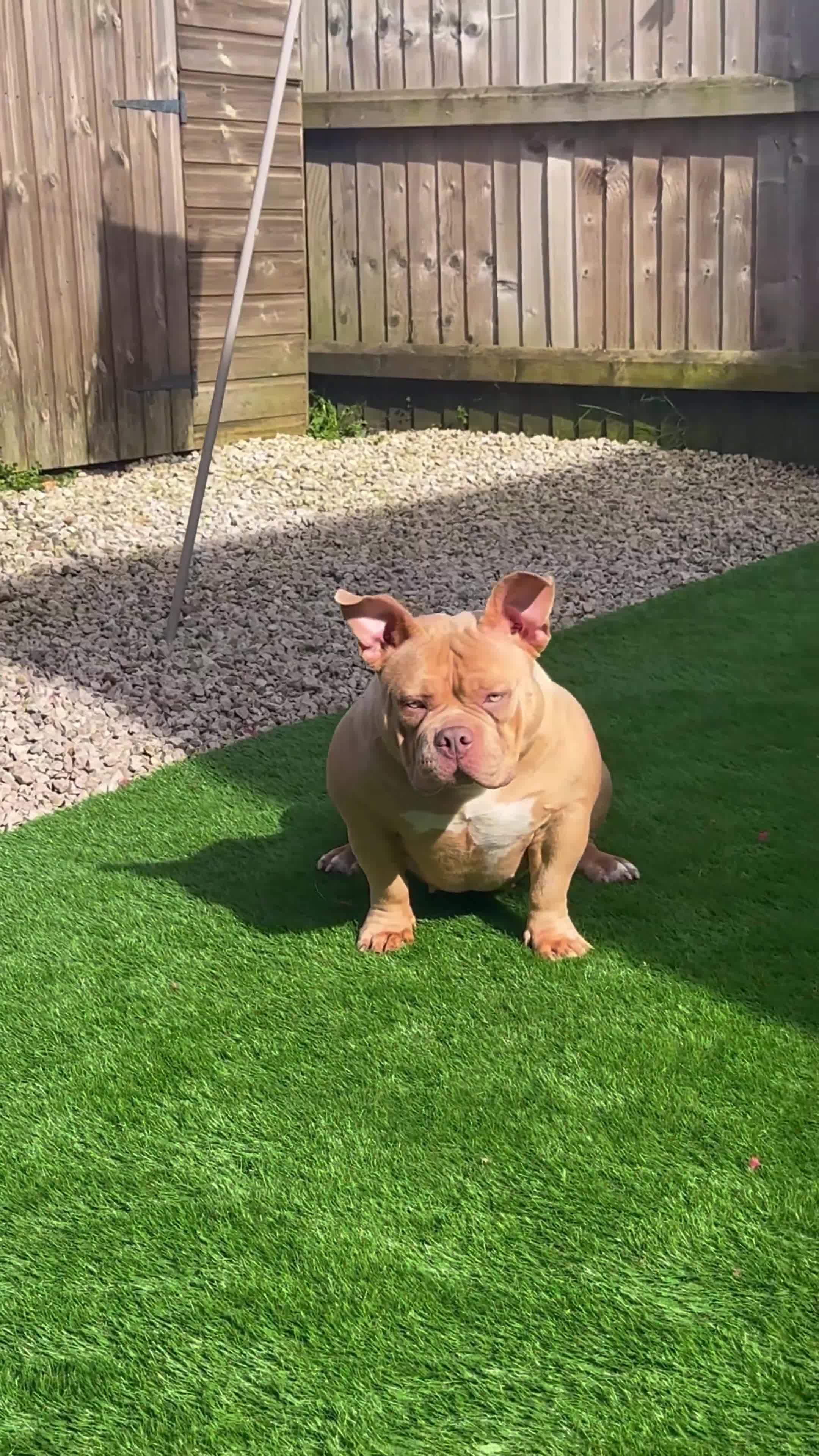 American Bully dogs for sale: American pocket Bully Female 2 Years Old - Video 1
