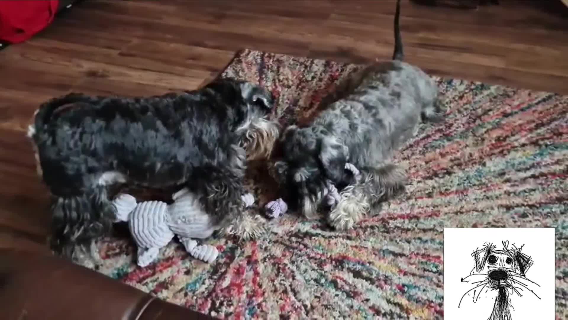 Miniature Schnauzer dogs for sale: Miniature Schnauzer Puppies – Salt & Pepper in Manchester - Video 1