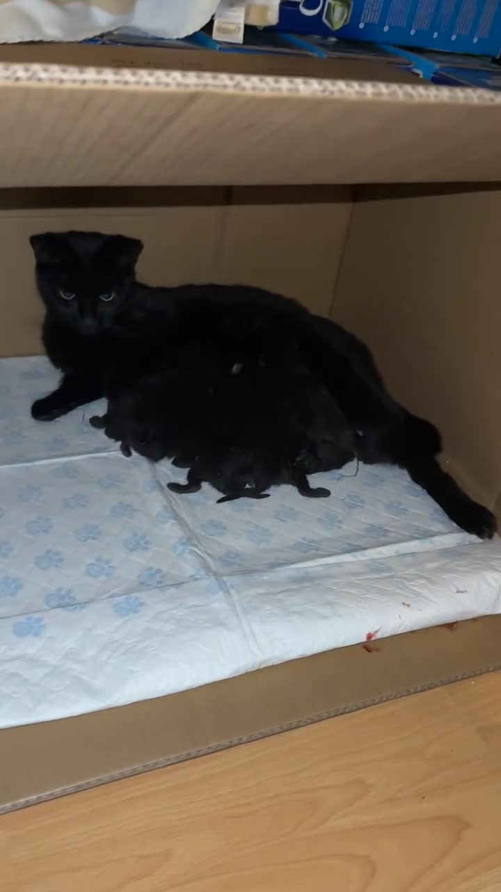 Mixed Breed cats for sale: 4 Kittens for Sale - Video 1