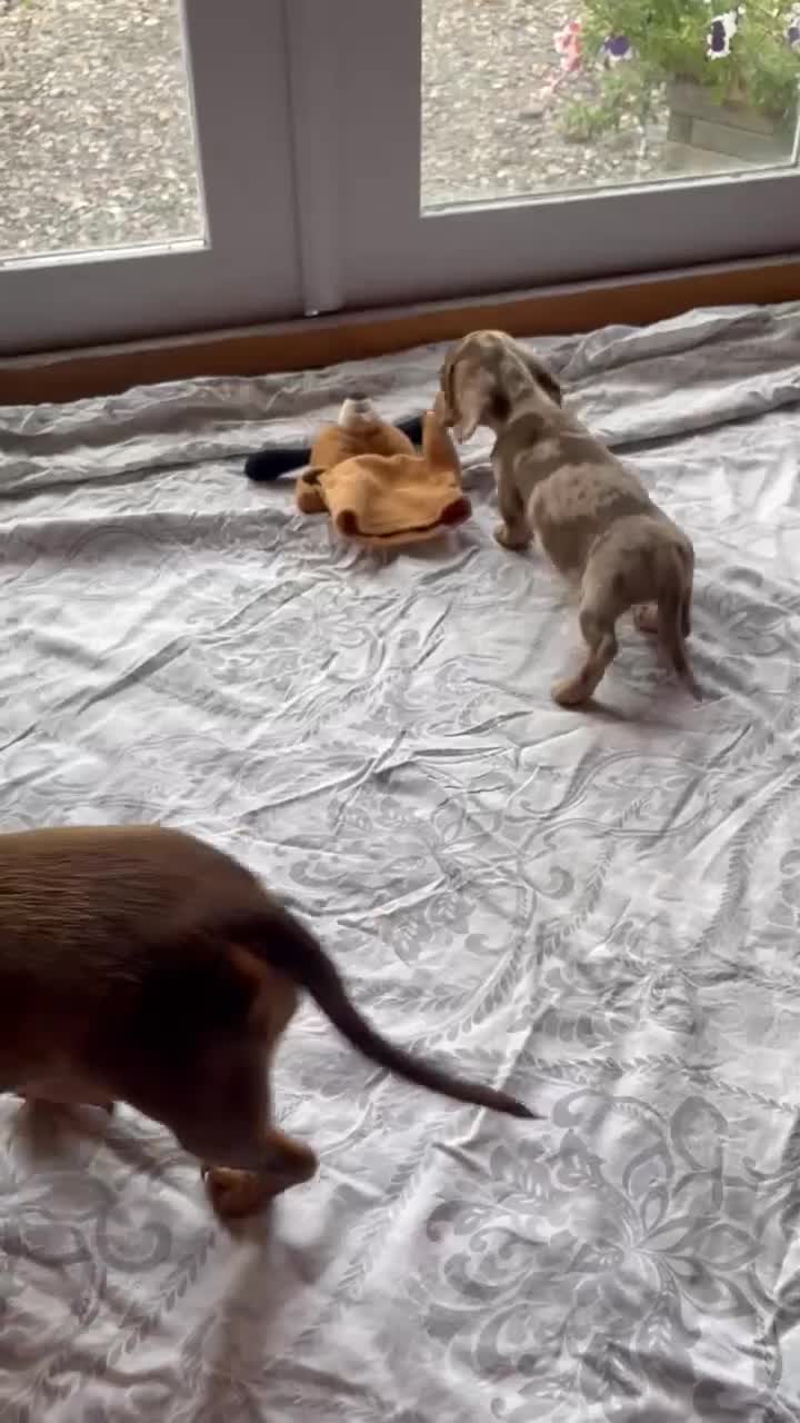 Miniature Dachshund dogs for sale: Beautiful little girl is READY To LEAVE! - Video 1