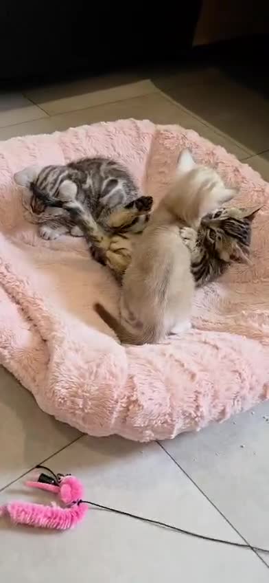 Bengal cats for sale: Pure Bengals Stunning Colour-ready for rezervation - Video 1