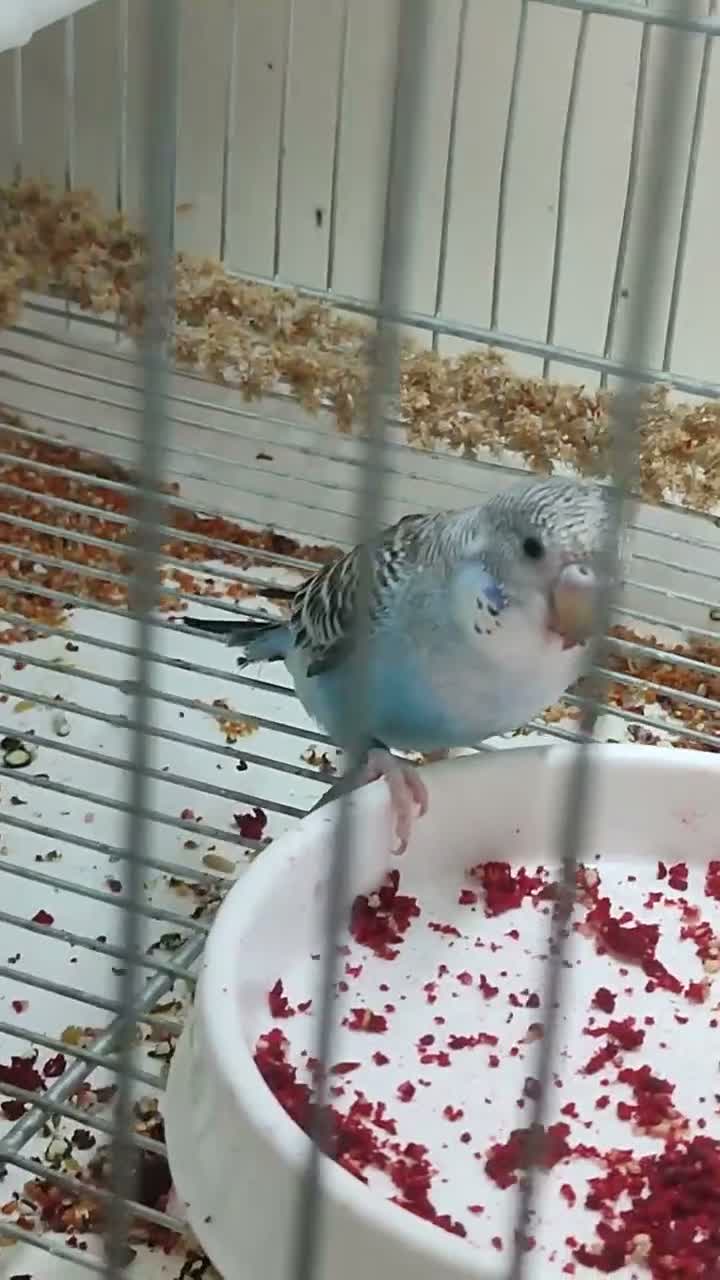 Budgerigars birds for sale: Budgies in London  - Video 1
