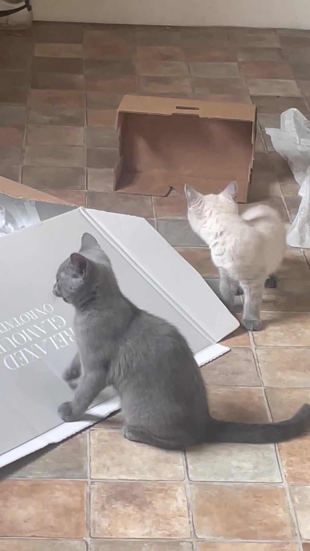 Russian Blue cats for sale: Russian blue British shorthair kittens - Video 2