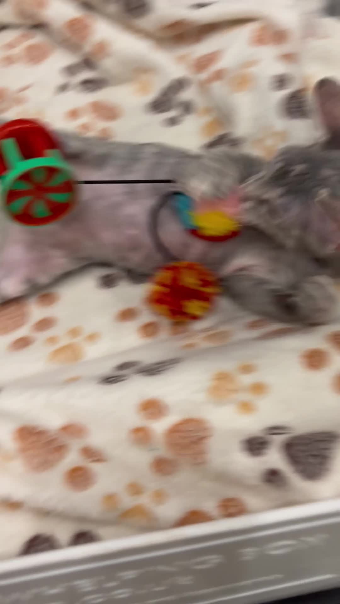 Sphynx cats for sale: Donskoy - Video 1