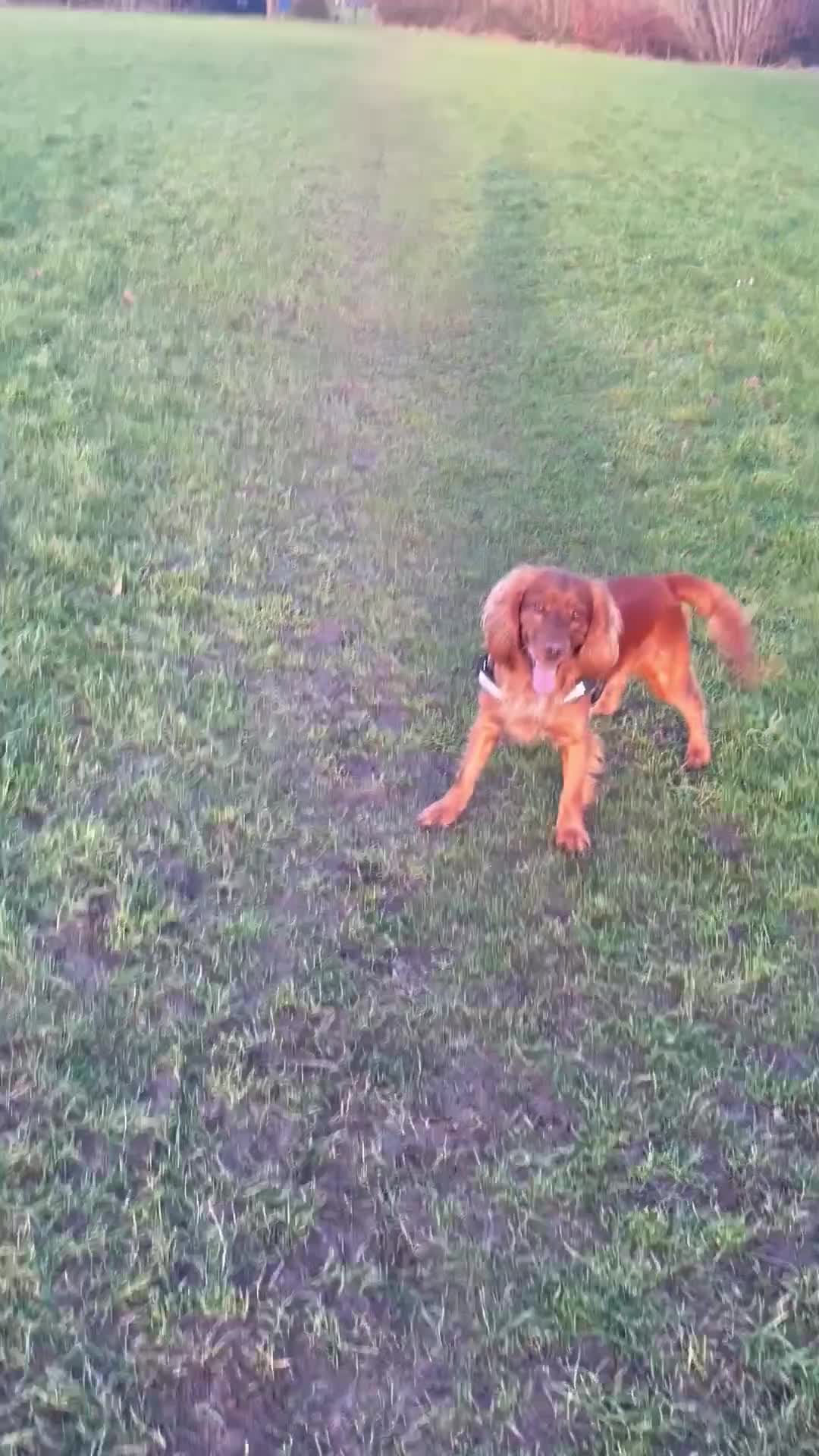 Cocker Spaniel dogs for stud: Working cocker spaniel stud  - Video 2