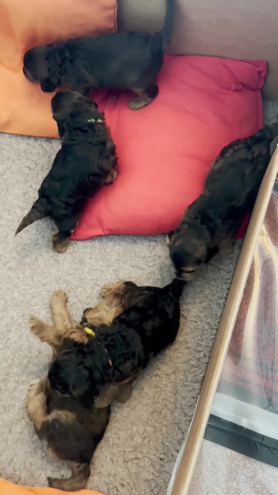 Cockapoo dogs for sale: Stunning  Litter of Cockapoo puppies - Video 1