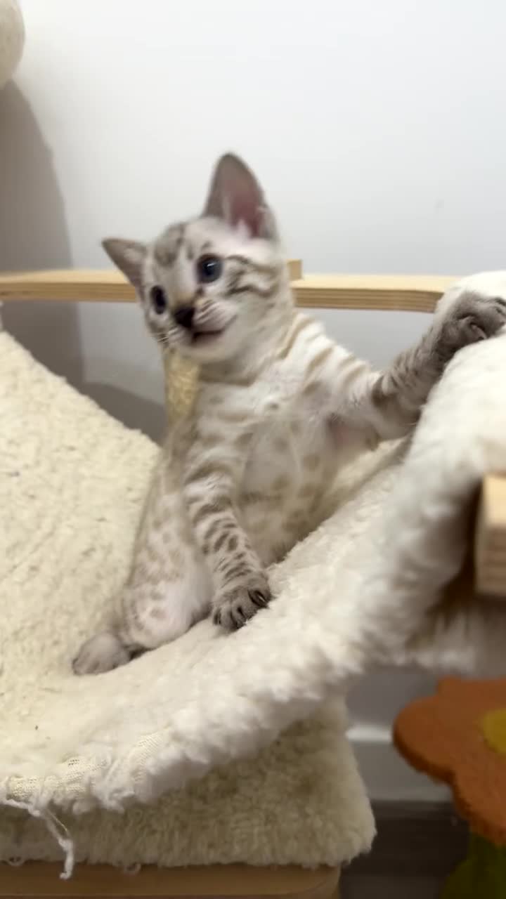 Bengal cats for sale: 🏆Show winning parents. 7 Stunning Bengal Babies💯 - Video 2