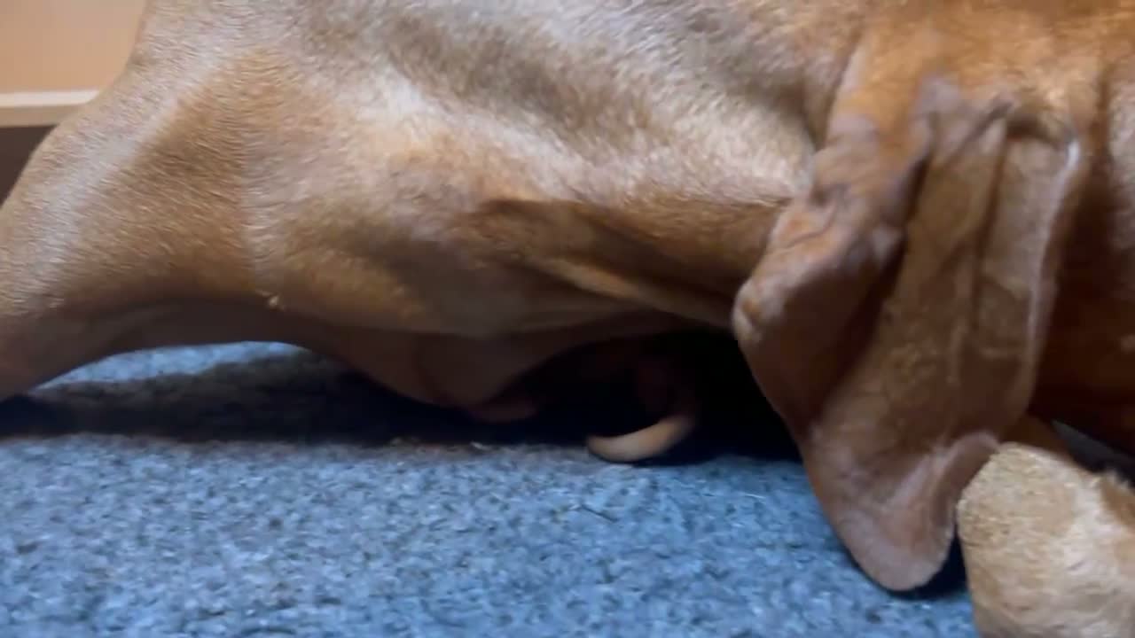 Hungarian Vizsla dogs for sale: HUNGARIAN VIZSLA PEDIGREE PUPS • ALFORD SCOTLAND - Video 1