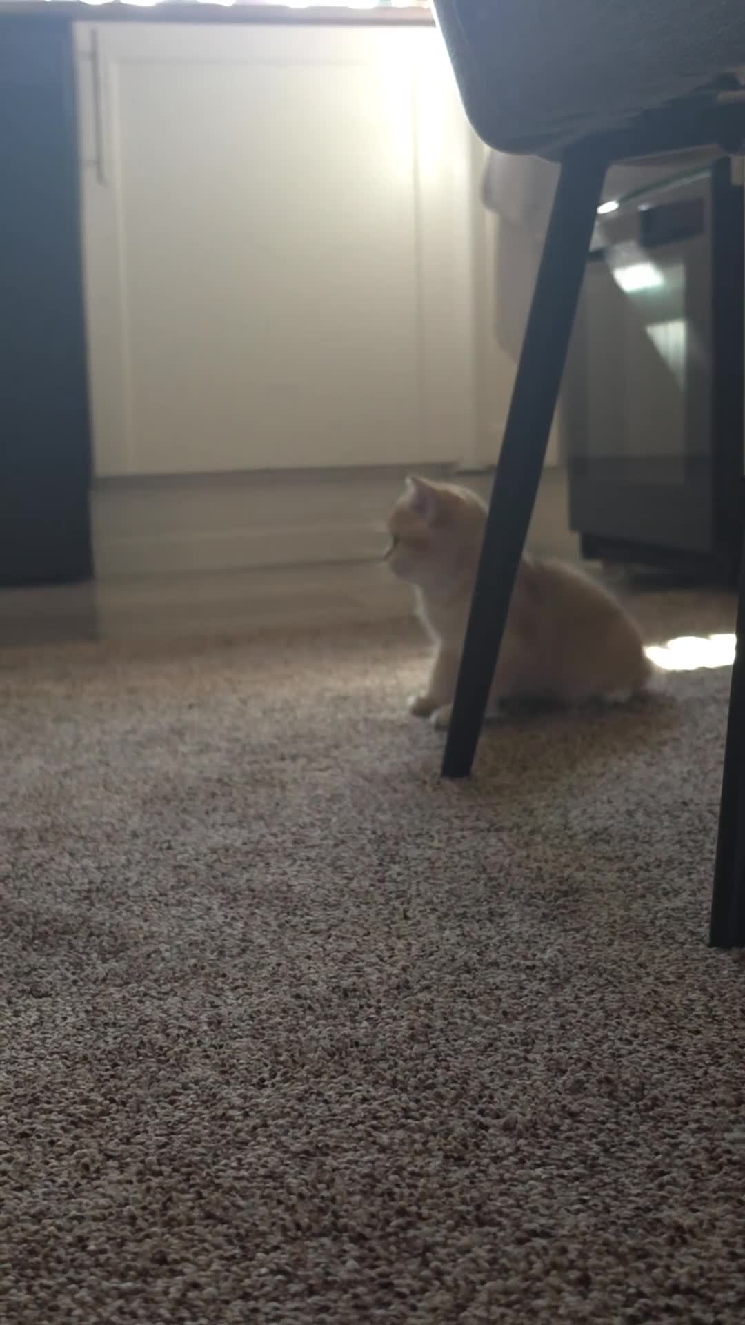 British Shorthair cats for sale: ✨🐾 ✨ GOLDEN SHIMMER BRITISH SHORTHAIR KITTENS ✨  - Video 3