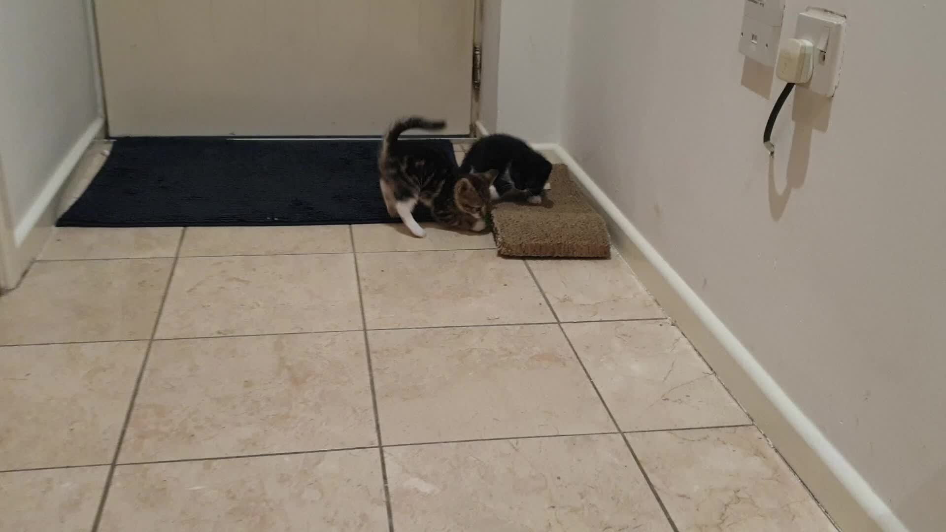 Mixed Breed cats for sale: 5 Gorgeous & Playful Kittens - Video 4