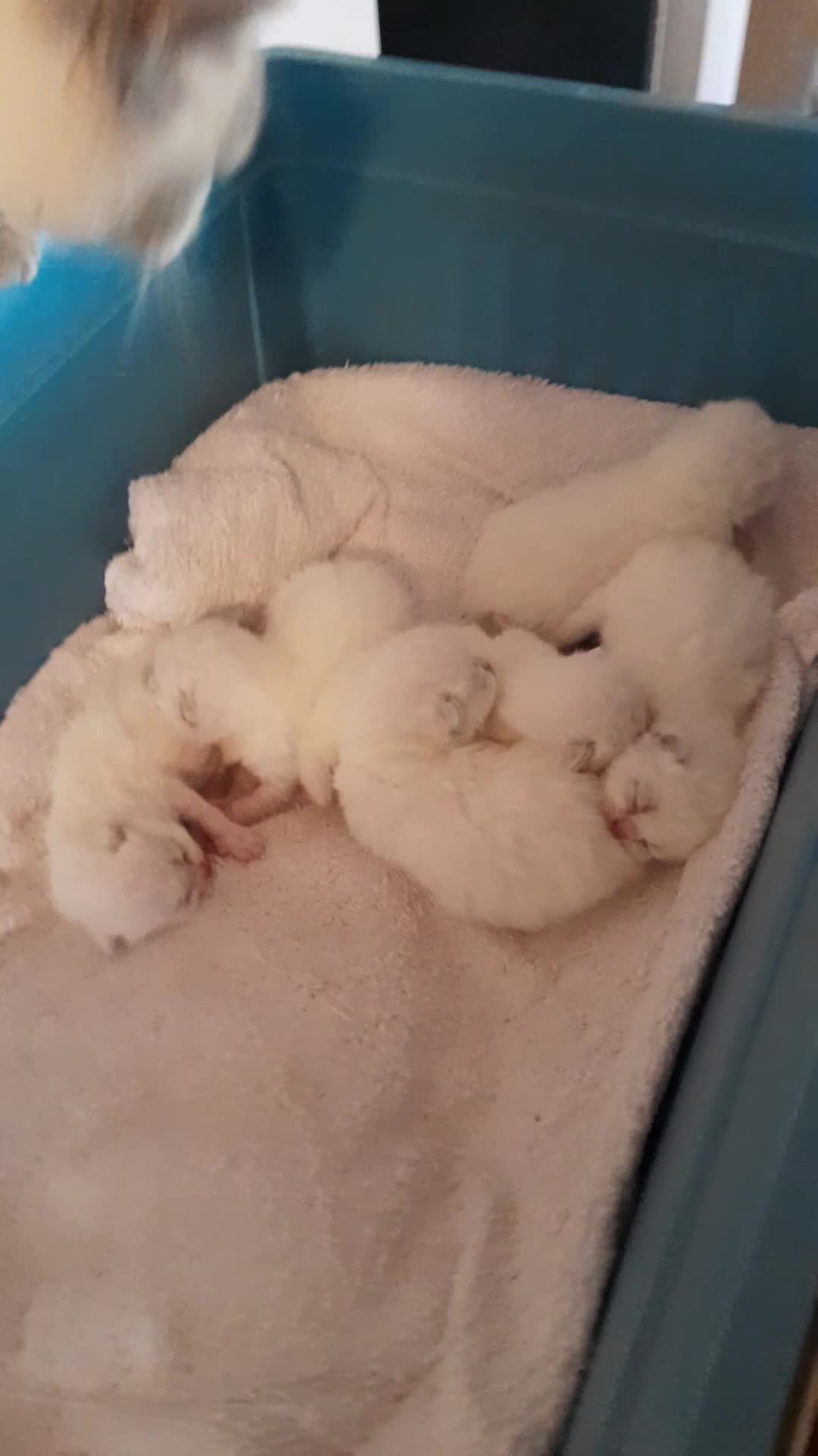 British Shorthair cats for sale: British Shorthair Lilac Colourpoint Kittens - Video 3