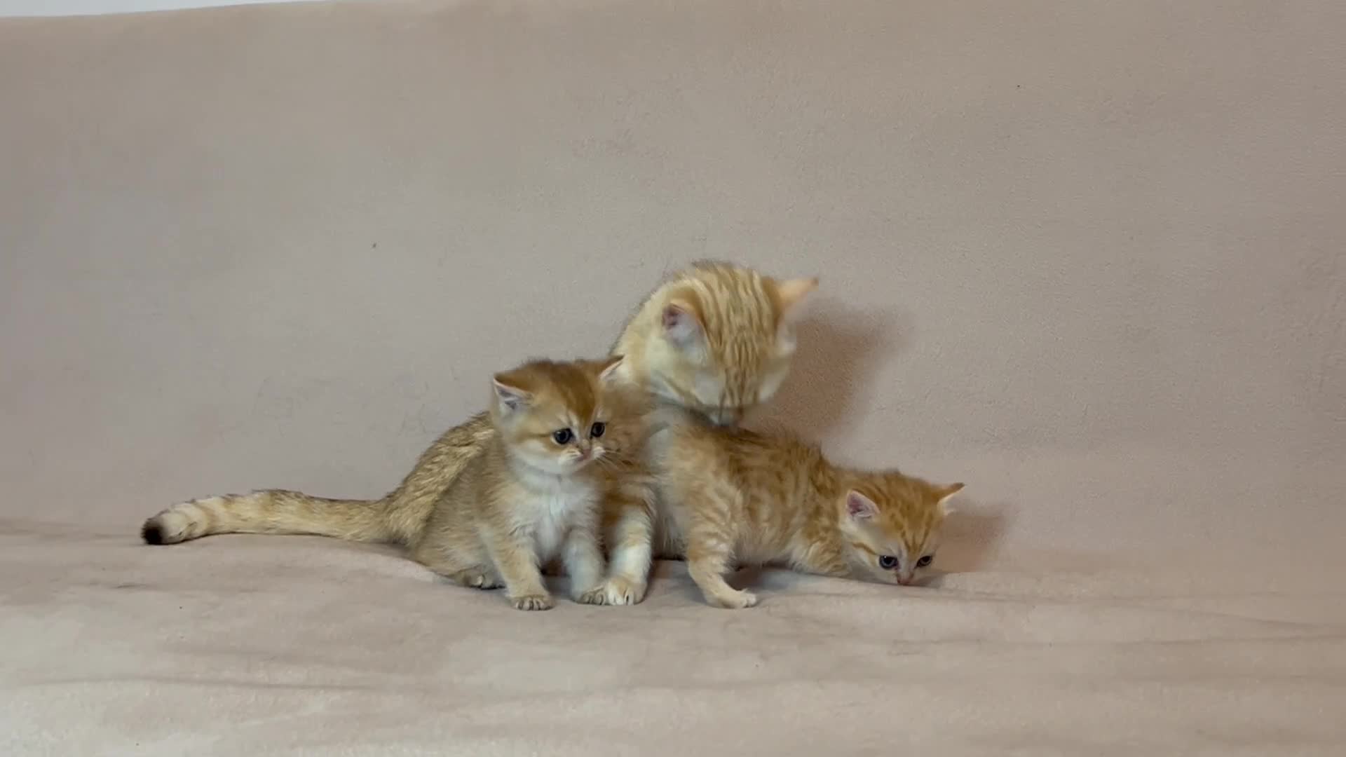 British Shorthair cats for sale: 🐾 Purebred BSH Kittens 🐾 - Video 2